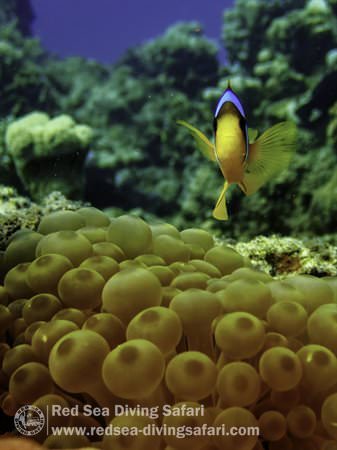 Flying Nemo